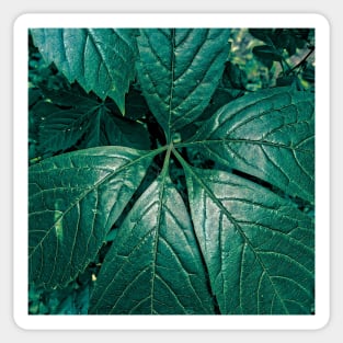 Big Green Leaves Sticker